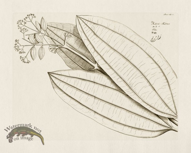 (image for) HORTUS VOl 05 53