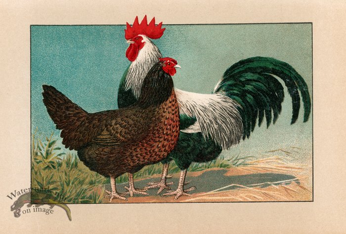 (image for) Chicken 22