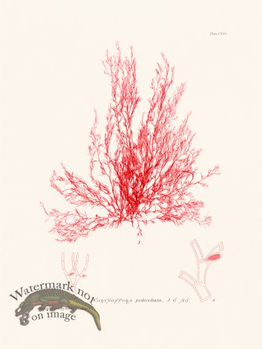 (image for) Bradbury Seaweed 116