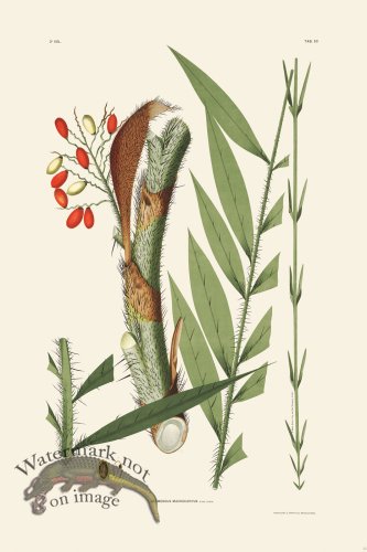 (image for) Rodrigues Palm Front 056