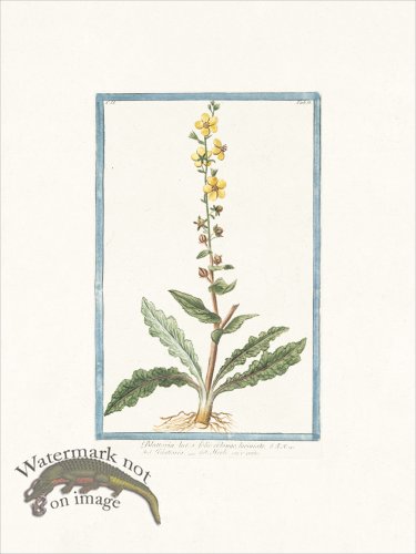 (image for) Bonelli 156 Herbe aux mites