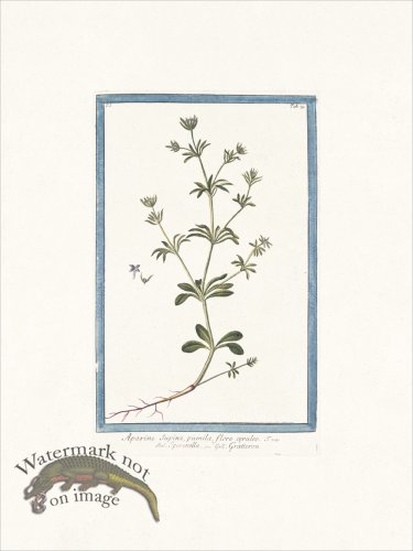 (image for) Bonelli 079 Rubia parva