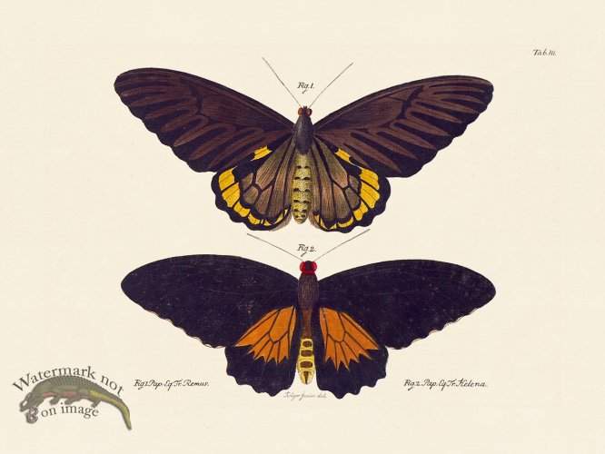 (image for) Jablonsky Butterfly 003