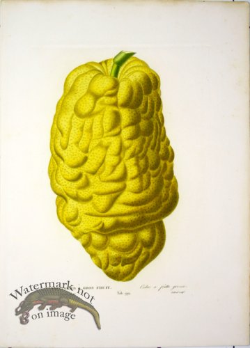 (image for) Des Orangers 25