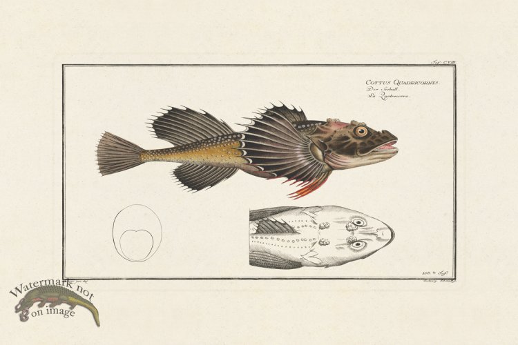 (image for) BLOCH FISH 108