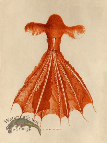 (image for) Octopus Orange 05