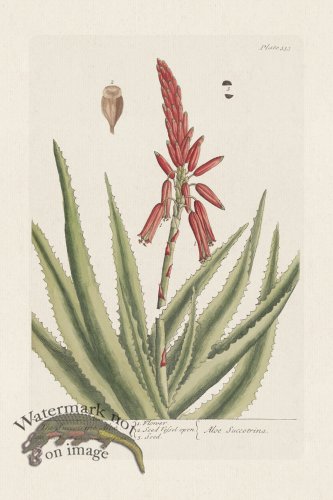 (image for) BEE 333 The Succotrinr Aloe