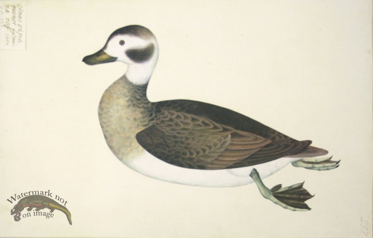 257 Swedish Birds . Anas Varia Minor, Female