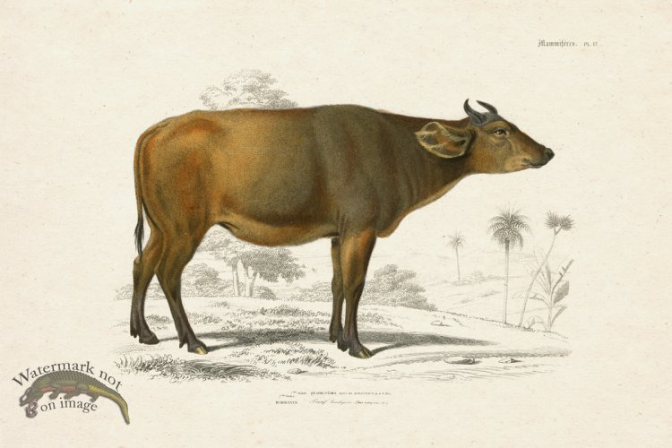 FNH 17 Water Buffalo