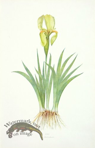 (image for) Dykes Iris 19