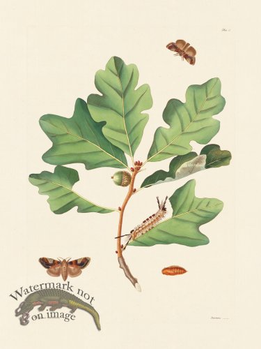 (image for) Abbot Butterfly 077