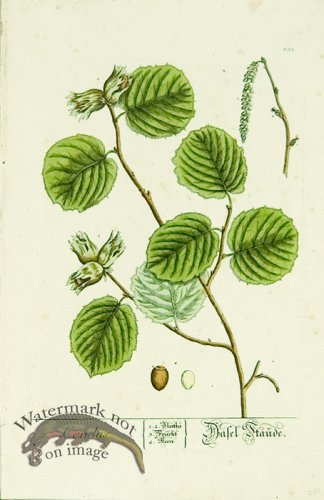 (image for) Blackwell German 132