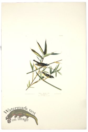 (image for) Solitary Flycatcher