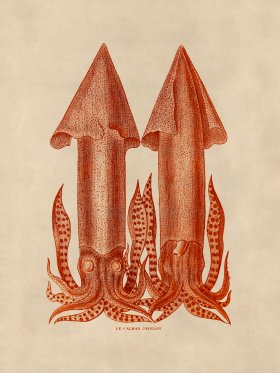 Octopus Orange 35