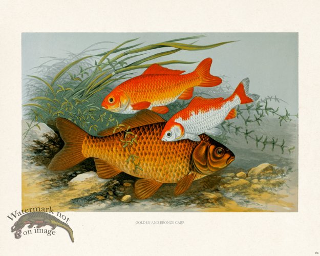 (image for) British FW 06