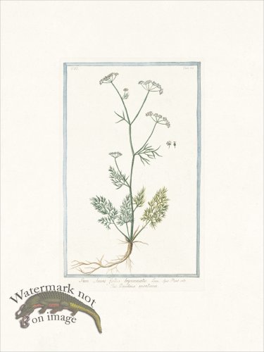 (image for) Bonelli 522 Thyme