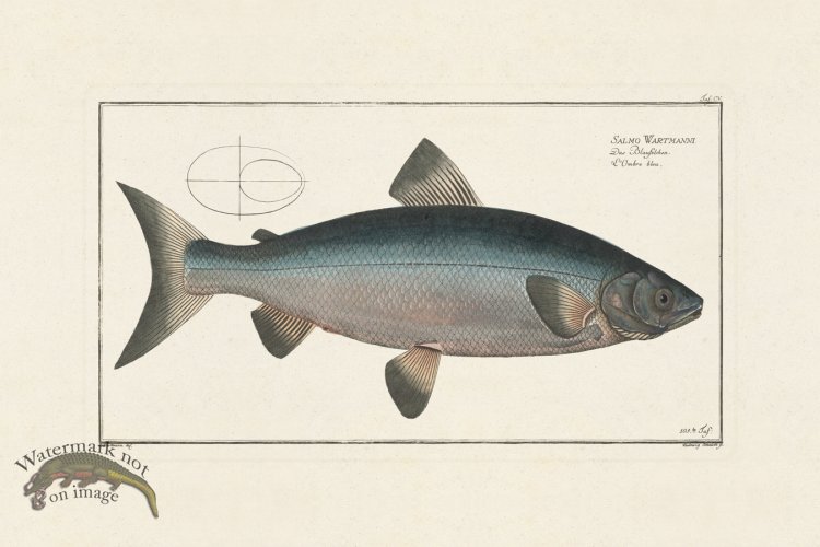 (image for) BLOCH FISH 105