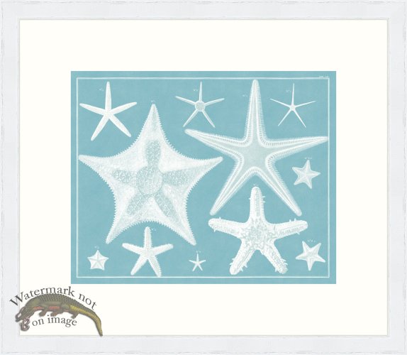 (image for) Seba B2 007 Starfish WFBP