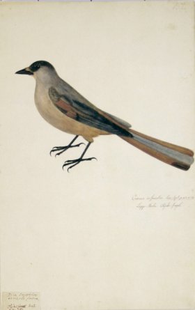 152 Swedish Birds . Corvus Infaustus Siberian Jay