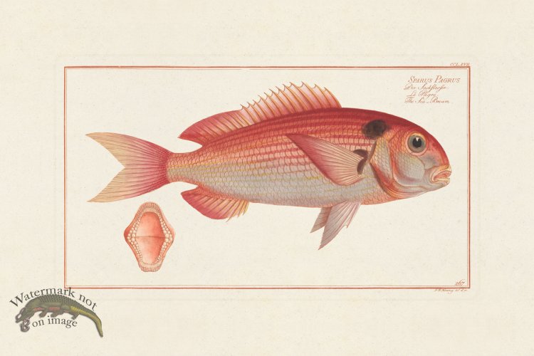 (image for) BLOCH FISH 267