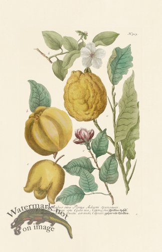 (image for) Weinmann PL 703