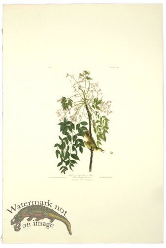 (image for) White-Eyed Flycatcher