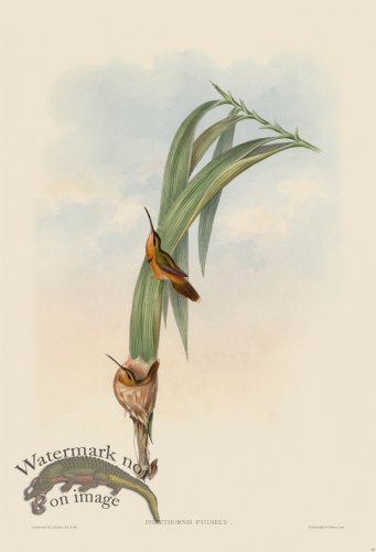 (image for) Gould Hummingbird 041