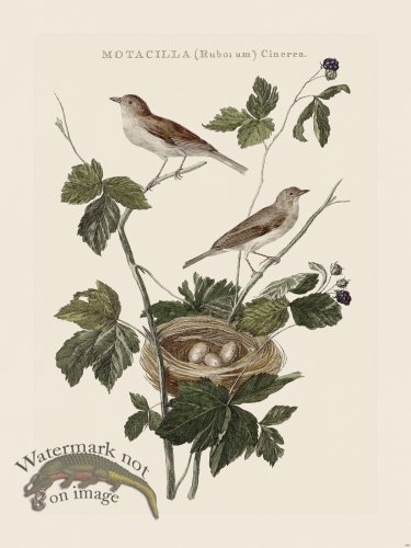 (image for) Nozeman Bird 190