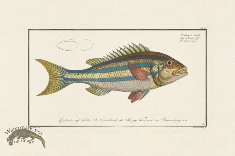 (image for) BLOCH FISH 275