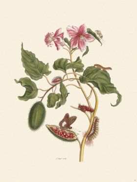 Merian Metamorphosis 44