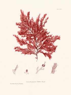 Bradbury Seaweed 124