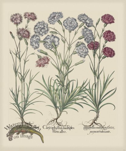 (image for) Besler 314 Colored B2