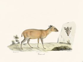 Cuvier 049 Grimm Male