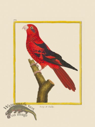 (image for) Martinet Bird 684
