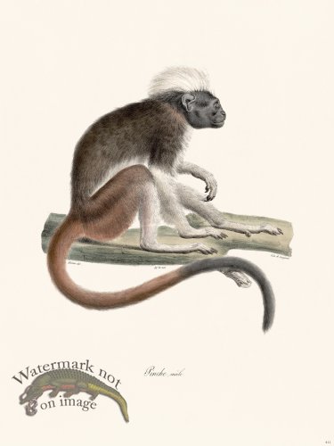 (image for) Cuvier 411 Pinche Male