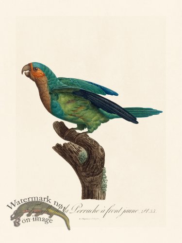 (image for) Barraband Parrot 035