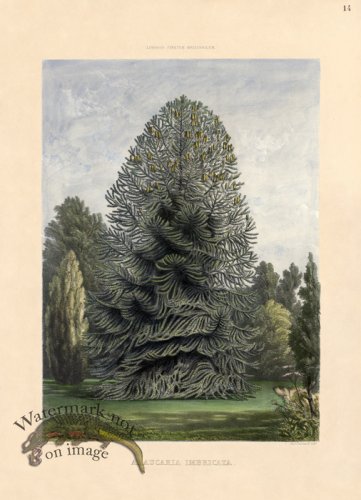 (image for) Monkey Puzzle Tree
