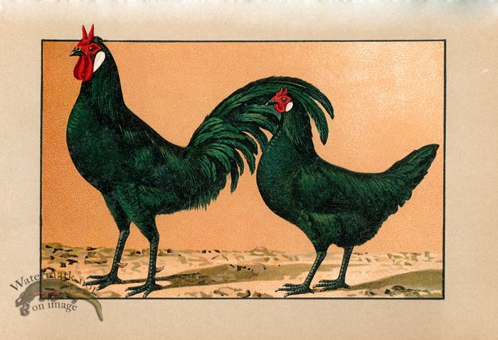 (image for) Chicken 38