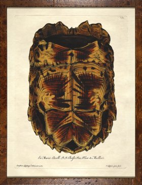 Turtle Shell Burl 09