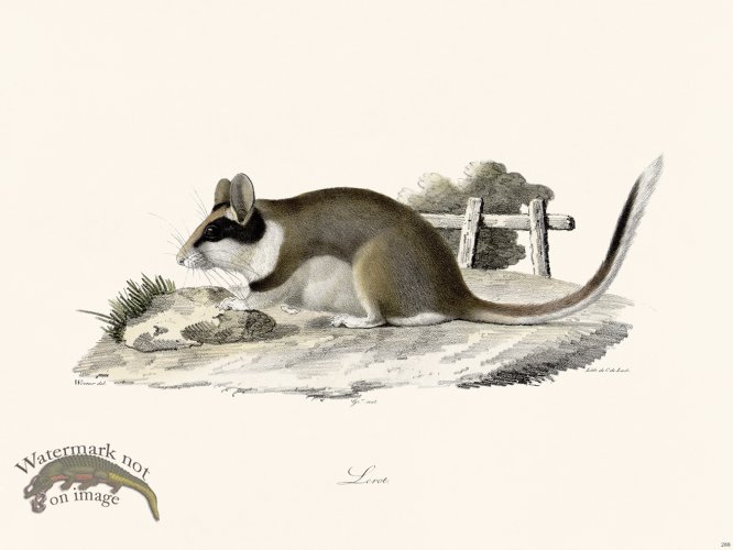 (image for) Cuvier 288 The Burp