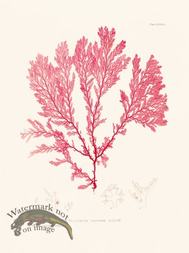 (image for) Bradbury Seaweed 068