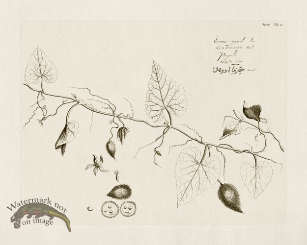 (image for) HORTUS VOl 08 12