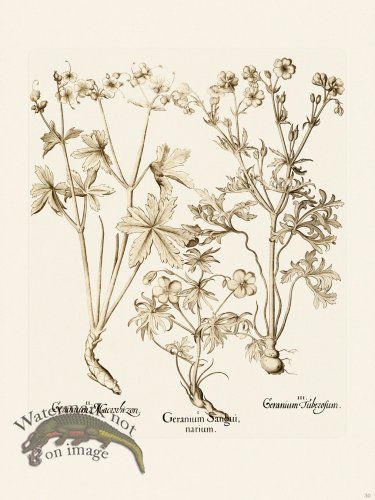 (image for) Besler 030 B1