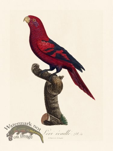 (image for) Barraband Parrot 051