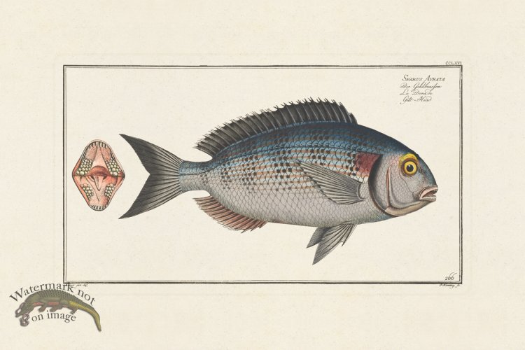 (image for) BLOCH FISH 266