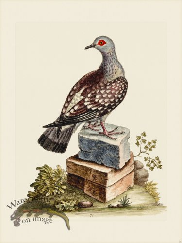 (image for) Edwards 075 Tri Spotted Pigeon