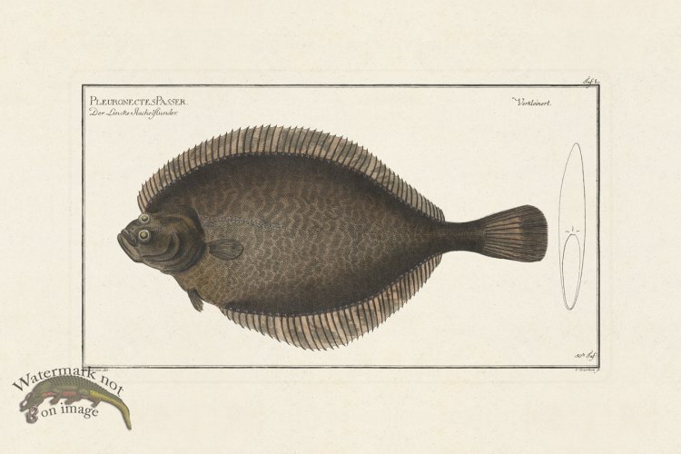 (image for) BLOCH FISH 050