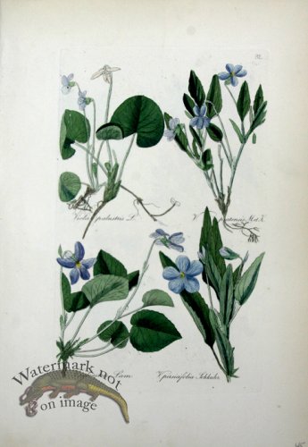 (image for) Deutschlands Flora 11