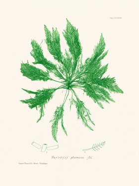 Bradbury Seaweed 184