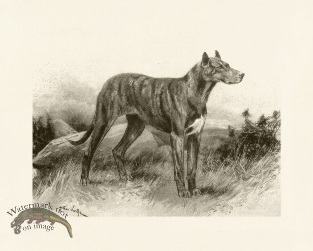 (image for) Modern Dogs 01